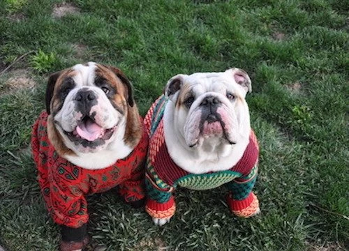 Two bulldogs wearing ugly sweaters on the grass.