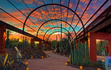 The cactus garden at the arizona botanical garden.